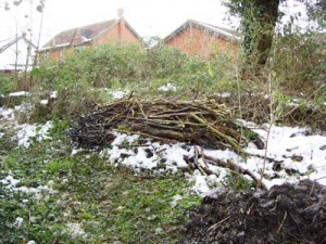 Dead wood from the pond – a haven for ‘mini-beasts’