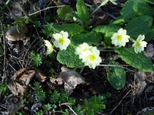 Wild primroses in Two Mile Ash