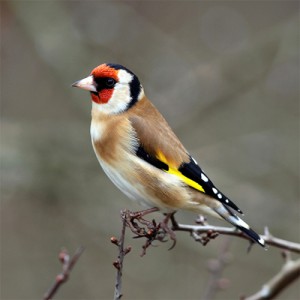 The Goldfinch