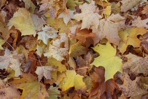 Maple leaves in Thorncliffe, a reminder of the beautiful autumn colours of 2015