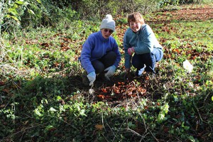 Margaret and Christine planting wild daffodils in a location overlooking the pond