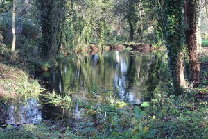 Stone Hill Pond after our maintenance work this autumn. This landmark feature within Two Mile Ash looks different every day; the mirror like effect here is one of its many moods.