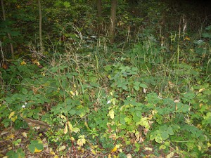The new glade ‘before’