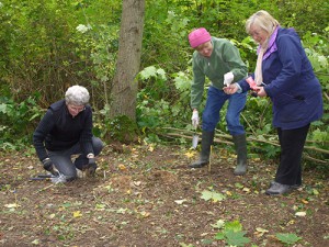 Margaret, Pavla and Angela planting wild bulbs