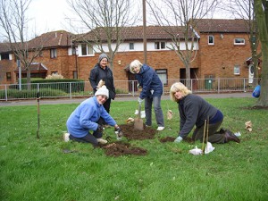 Margaret, Sally, Sue and Lin planting Narcissus bulbs within the central green facing Ashbrook School