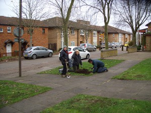 Sally, Lin and Ken lifting the turf to plant another group of tulips