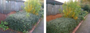 Before and after shots showing the trimmed cotoneaster and the tidied up brick edging. In a previous work session, the cotinus was coppiced to give it greater impact.