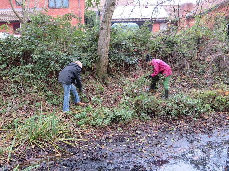  Gil and Barbara clearing brambles from the slopes behind to enable other wildflowers to spread.