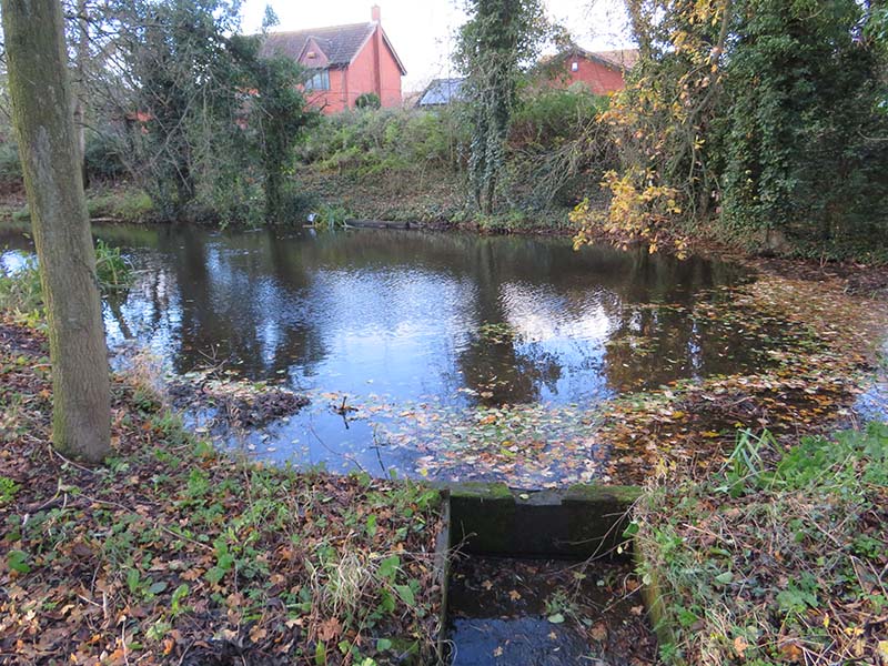 The pond fully recharged after all the recent rain