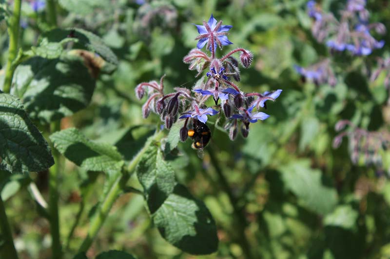 borage – seen here with a visiting bee