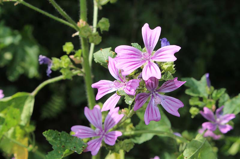 Mallow, with its pretty pink striped flowers.