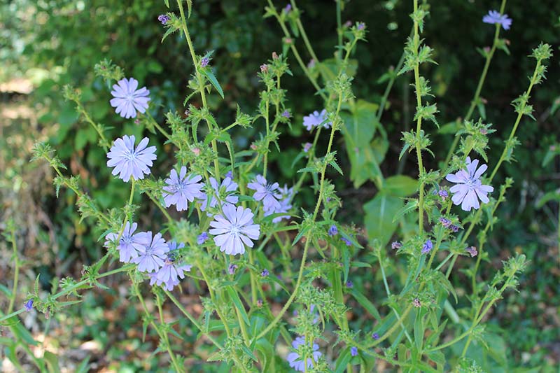 Newly appeared this year, chicory - a member of the daisy family.