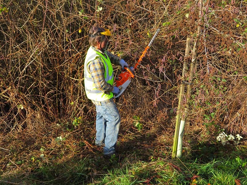 Peter operating the hedge trimmer