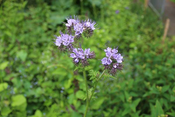 To the phacelia of May to July 