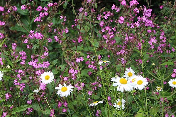 A succession of food flowers for the bees – from the garlic mustard of February (the bare spikey stems of which remain in this May view) 