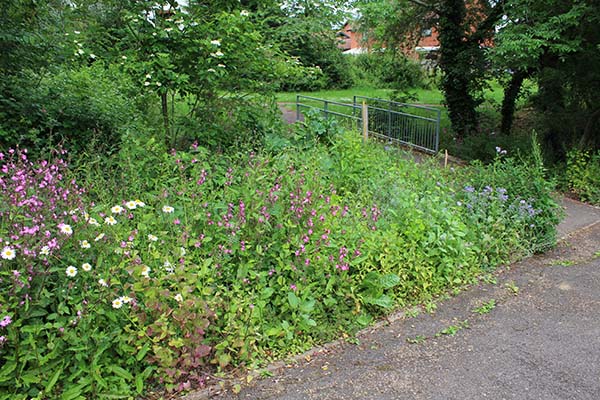 The bee garden at the end of May 2019 