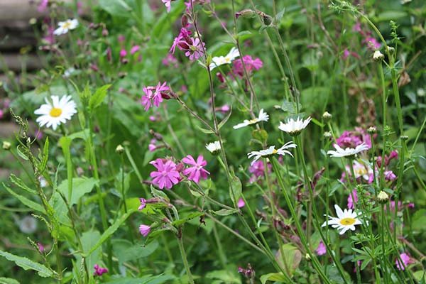 to the red campion of March through to June and the Oxeye daisy of May to September