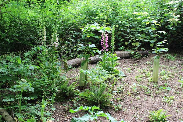 The fernery bounded by its circle of coppiced hazels and foxgloves. 