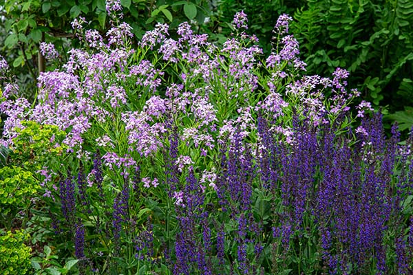 Beautiful blue perennials in one of the flower borders 