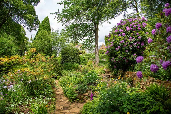 A woodland area with rhododendron at its best 