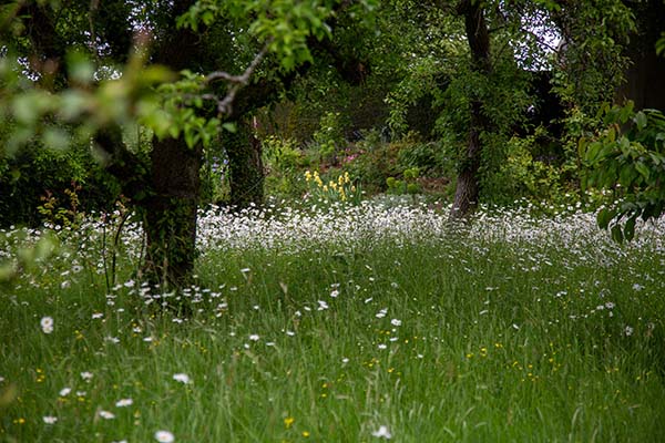 lush native plants beneath the trees 